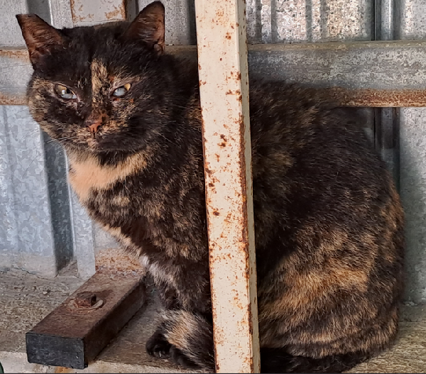 Susina, squamina cieca - adozione del cuore Foto 3